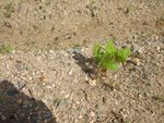 今年5月の藍葉